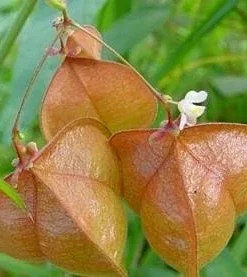 Balloon Vine Seeds - Love in a Puff - 25 Seeds - Cardiospermum halicacabum - Image 4