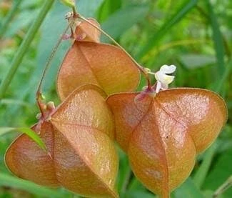 Balloon Vine Seeds - Love in a Puff - 25 Seeds - Cardiospermum halicacabum - Image 4