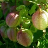 Balloon Vine Seeds - Love in a Puff - 25 Seeds - Cardiospermum halicacabum - Image 1