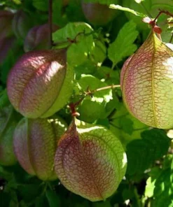Balloon Vine Seeds - Love in a Puff - 25 Seeds - Cardiospermum halicacabum - Image 1
