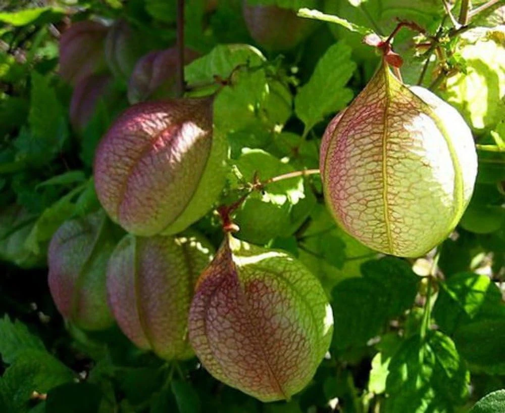 Balloon Vine Seeds - Love in a Puff - 25 Seeds - Cardiospermum halicacabum - Image 1