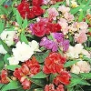 Balsam Impatiens Balsamina Seeds - Annual Flower - 200 Seeds for Garden - Image 1