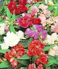 Balsam Impatiens Balsamina Seeds - Annual Flower - 200 Seeds for Garden - Image 1