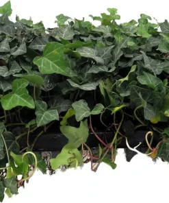 Baltic English Ivy Live Plants - Hardy Groundcover - 48 Count, 1.75