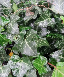 Baltic English Ivy Live Plants - Hardy Groundcover - 48 Count, 1.75