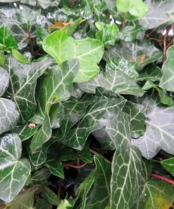 Baltic English Ivy Live Plants - Hardy Groundcover - 48 Count, 1.75