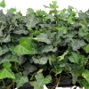 Baltic English Ivy Live Plants - Hardy Groundcover - 48 Count, 1.75" Pots - Outdoor - Image 1
