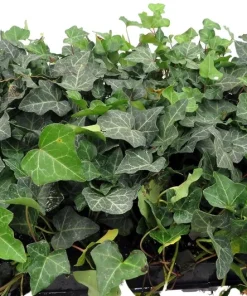 Baltic English Ivy Live Plants - Hardy Groundcover - 48 Count, 1.75