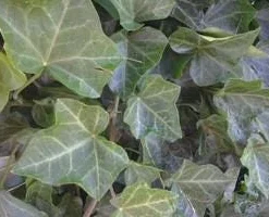 Baltic Ivy Live Plant 2.5 inch Pot - Evergreen Ground Cover Vine - Image 2