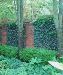 Baltic Ivy Live Plant 2.5 inch Pot - Evergreen Ground Cover Vine - Image 3