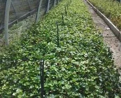 Baltic Ivy Live Plant 2.5 inch Pot - Evergreen Ground Cover Vine - Image 4