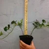 Baltic Ivy Live Plant 2.5 inch Pot - Evergreen Ground Cover Vine - Image 1
