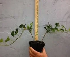 Baltic Ivy Live Plant 2.5 inch Pot - Evergreen Ground Cover Vine - Image 1