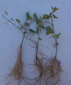 Baltic Ivy Sub-Zero Bare Root Plants – 5 Count, 6-12" Tall – Fast Growing Ground Cover - Image 2