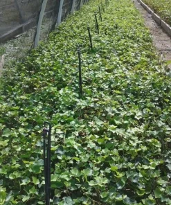 Baltic Ivy Sub-Zero Bare Root Plants – 5 Count, 6-12