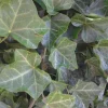 Baltic Ivy Sub-Zero Bare Root Plants – 5 Count, 6-12" Tall – Fast Growing Ground Cover - Image 1