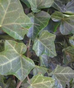 Baltic Ivy Sub-Zero Bare Root Plants – 5 Count, 6-12