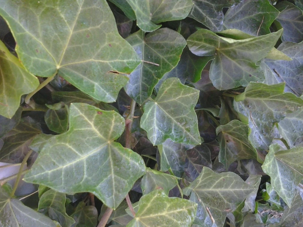 Baltic Ivy Sub-Zero Bare Root Plants – 5 Count, 6-12" Tall – Fast Growing Ground Cover - Image 1