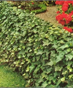 Baltic Ivy Sub-Zero Bare Root Plants – 5 Count, 6-12