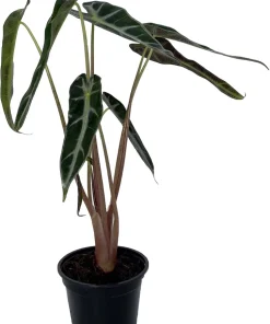 Bambino African Mask Alocasia Live Plant – Indoor Houseplant – 4 inch Pot - Image 2