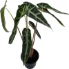 Bambino African Mask Alocasia Live Plant – Indoor Houseplant – 4 inch Pot - Image 1