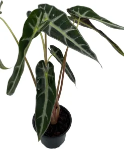Bambino African Mask Alocasia Live Plant – Indoor Houseplant – 4 inch Pot - Image 1