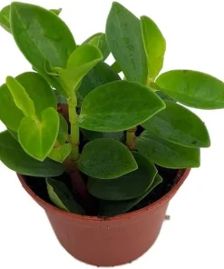 Bamboo Stalks Peperomia Live Plant - 2.5