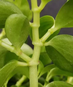 Bamboo Stalks Peperomia Live Plant - 2.5