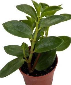 Bamboo Stalks Peperomia Live Plant - 2.5