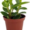 Bamboo Stalks Peperomia Live Plant - 2.5" Pot - Collector's Series Indoor - Image 1