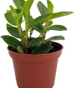 Bamboo Stalks Peperomia Live Plant - 2.5