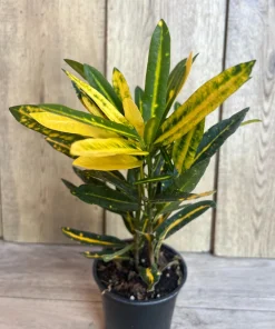 Banana Croton in 4" Pot, house plant, indoor, outdoor - Image 2