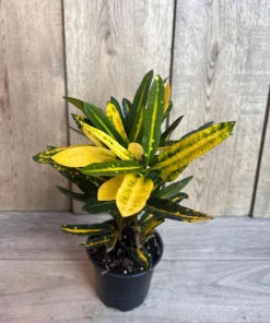 Banana Croton in 4