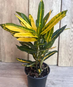 Banana Croton in 4