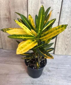 Banana Croton in 4
