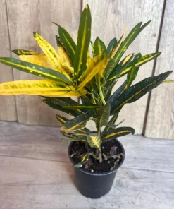 Banana Croton in 4