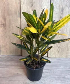 Banana Croton in 4