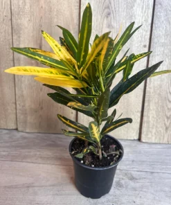 Banana Croton in 4