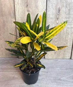 Banana Croton in 4