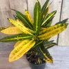 Banana Croton in 4" Pot, house plant, indoor, outdoor - Image 1