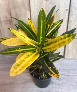 Banana Croton in 4