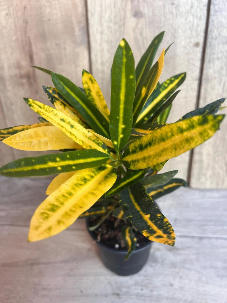 Banana Croton in 4" Pot, house plant, indoor, outdoor - Image 1
