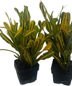 Banana Croton Live Plant - 2 Pack 3" Pots - Colorful Indoor Houseplant - Image 2