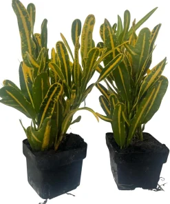 Banana Croton Live Plant - 2 Pack 3