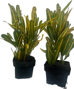 Banana Croton Live Plant - 2 Pack 3