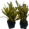 Banana Croton Live Plant - 2 Pack 3" Pots - Colorful Indoor Houseplant - Image 1