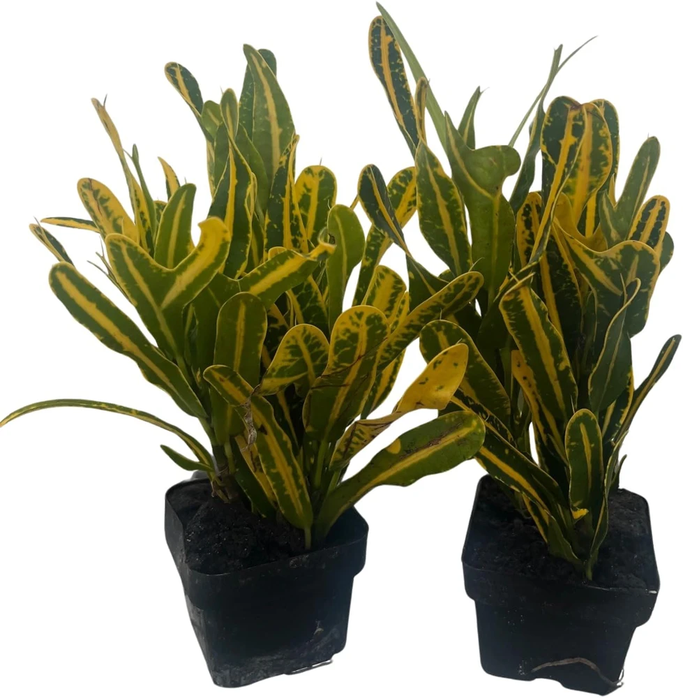 Banana Croton Live Plant - 2 Pack 3" Pots - Colorful Indoor Houseplant - Image 1