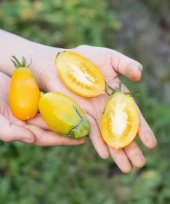 Banana Legs Tomato Seeds - Yellow Heirloom Determinate Variety, 40 Seeds - Image 2