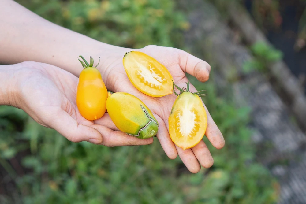 Banana Legs Tomato Seeds - Yellow Heirloom Determinate Variety, 40 Seeds - Image 2