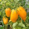 Banana Legs Tomato Seeds - Yellow Heirloom Determinate Variety, 40 Seeds - Image 1